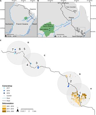 Roads Disrupt Frugivory and Seed Removal in Tropical Animal-Dispersed Plants in French Guiana